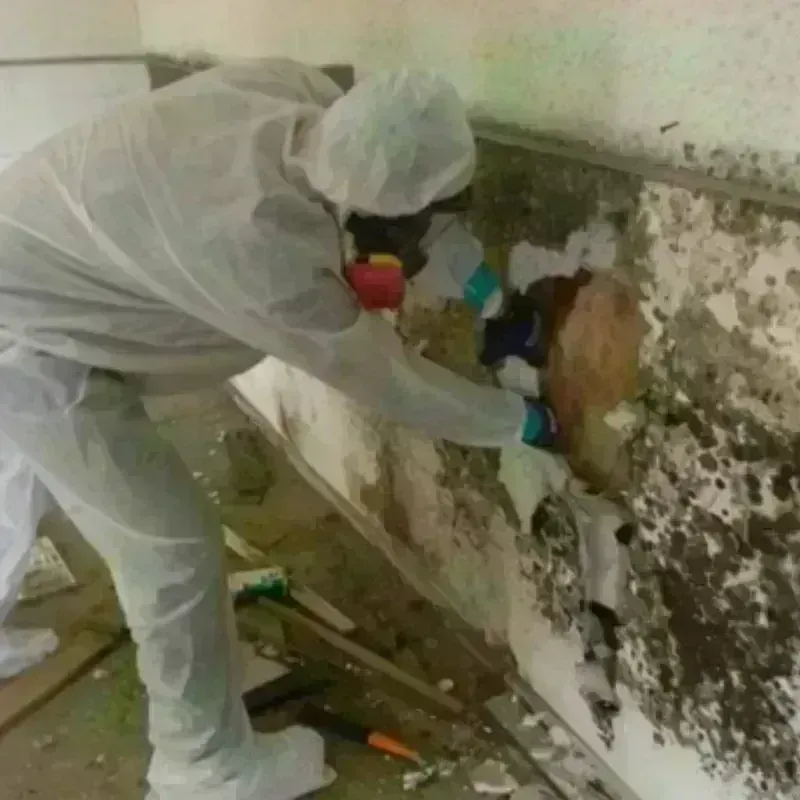 Mold Remediation and Removal in McHenry County, IL